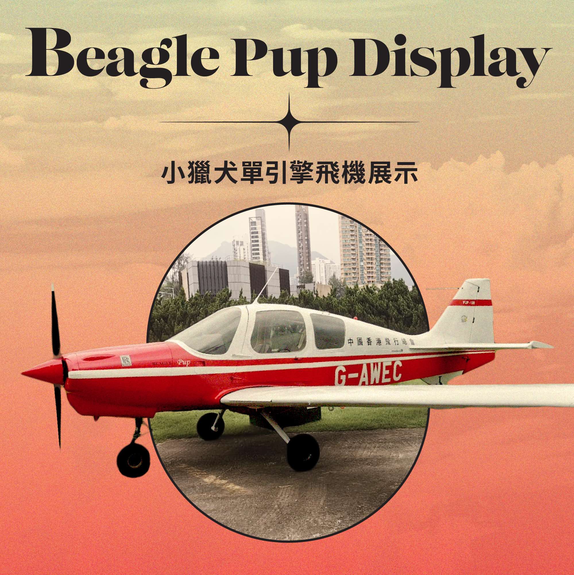 Beagle Pup Display